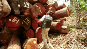 Extração de madeira ilegal é outro vilão do deflorestamento