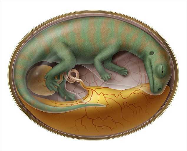Concepção artística de embrião de dinossauro achado por paleontólogos na China  - D. Mazierski/Divulgação 
