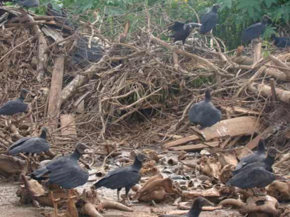 O lixão deixado pela gestão de Eliane Gadelha acumulava centenas de carcaças de animais