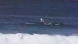 Surfista foi atingido por baleia em Bondi Beach.