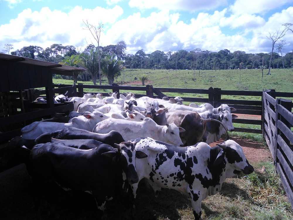 Parte do gado furtado em Epitaciolândia, localizado em fazenda de Capixaba