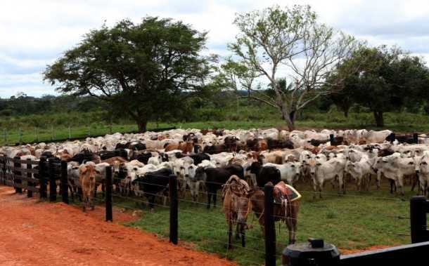 98,79% das cabeças de gado no Acre foram vacinadas (Foto: Arquivo Secom)