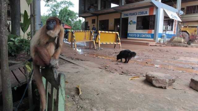 Macaco no posto da fronteira com o Brasil em Cobija, na Bolívia/Foto: Cléber Júnior / Extra