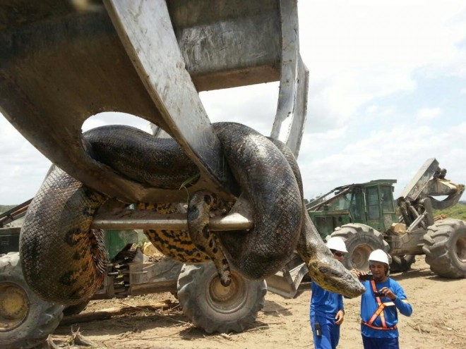 Cobra é suspensa por máquina após ser capturada/Foto: Reprodução WhatsApp