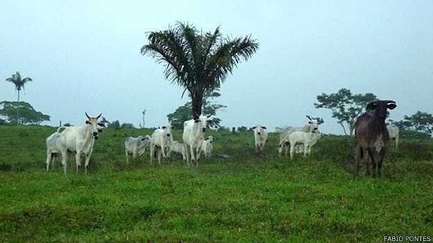 Governo do Acre esqueceu a "Florestania" e investiu na Pecuária e Agricultura