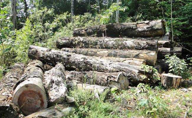 “Cemitério” de toras de madeiras retiradas da Floresta Estadual do Antimary /Foto: Nonato Souza