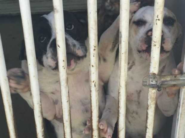 Bulldog francês será leiloado pelo lance mínimo de R$ 4 mil (Foto: Rondônia Leilões/Reprodução)