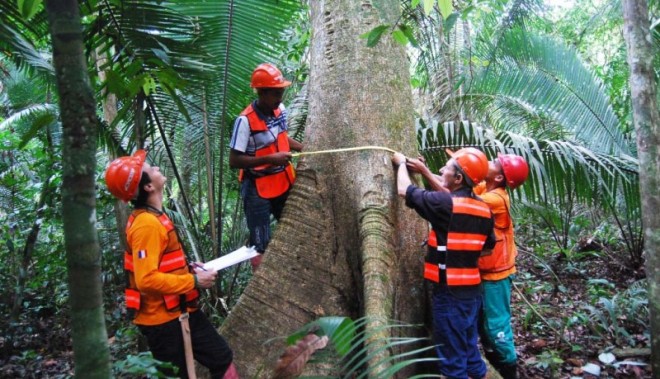 No manejo florestal, as árvores são identificadas e, se atingirem 50 centímetros de diâmetro, são selecionadas para corte