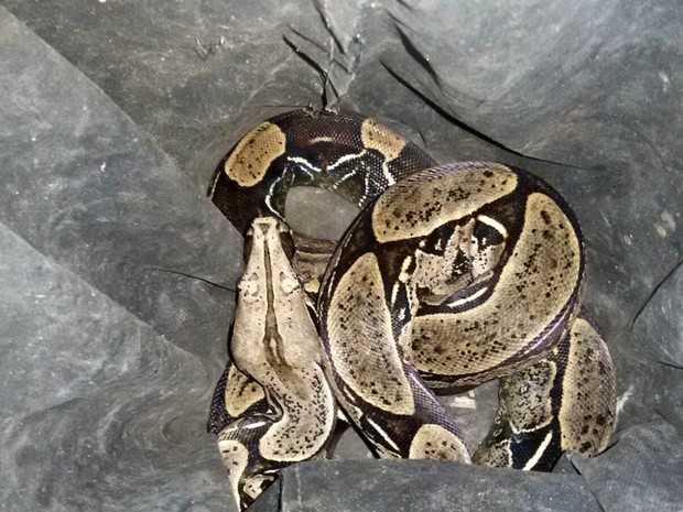 Cobra é encontrada dentro de fogão em residência no bairro Morada do Sol, em Rio Branco (Foto: Divulgação/Polícia Ambiental)
