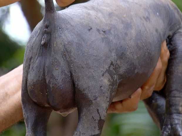 Porco nasceu com testículos e o órgão sexual feminino (Foto: Reprodução/TV Anhanguera)
