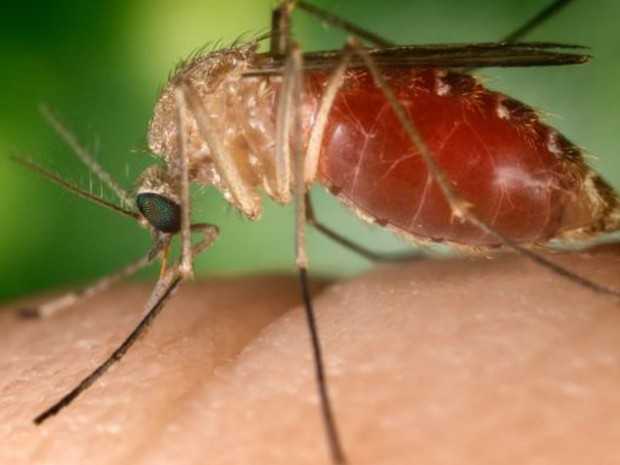 Bloqueio da infecção em alguns mosquitos culex pode gerar novo estudo (Foto: Wikimedia Commons)