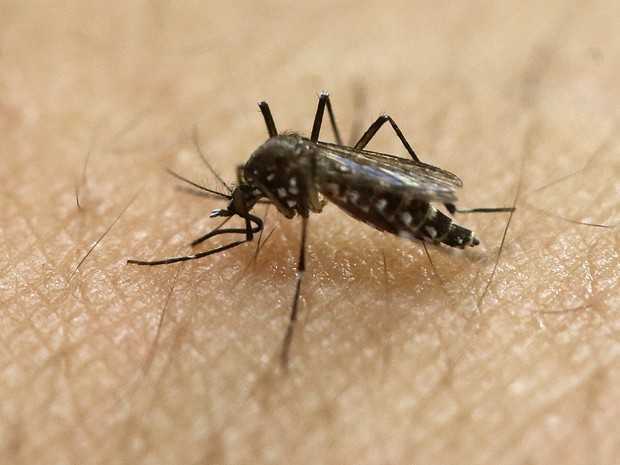 Mosquito Aedes aegypti, transmissor do vírus da dengue, zika e chikungunya em laboratório de São Paulo (Foto: AP Photo/Andre Penner, File)