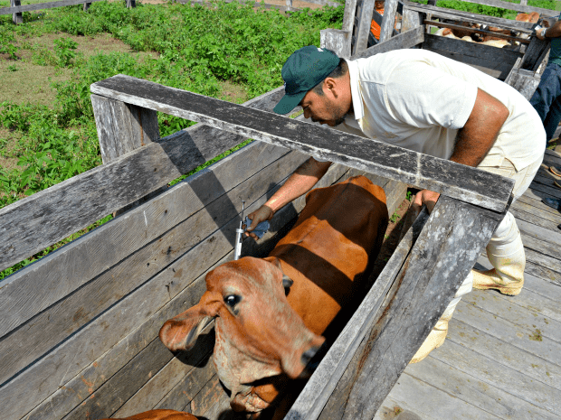 Acre vacinou quase 3 milhões de animais durante campanha para combater febre aftosa (Foto: Leônidas Badaró/Secom Acre)
