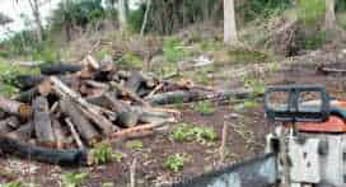 Força Nacional vai combater desmatamento ilegal na Amazônia