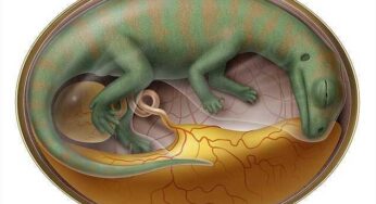 Paleontólogos descobrem os mais antigos embriões de dinossauro
