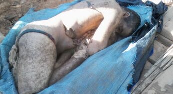Terceira vítima é encontrada com pernas amputadas e abdômen cortado