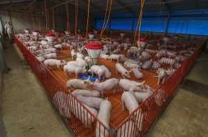     A Dom Porquito espera, até o final do ano, produzir 50 toneladas de carne suína diariamente (foto: Gleilson Miranda/Secom)