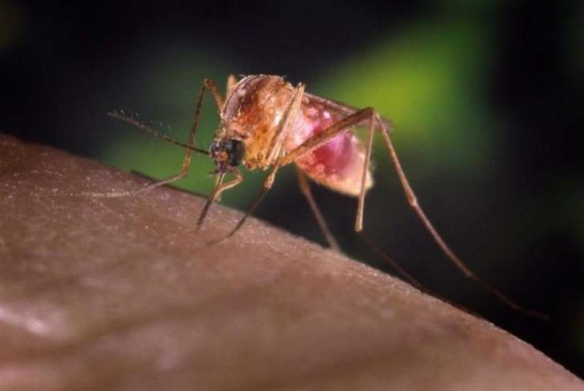 Financiada por Bill Gates, primeira vacina para malária do mundo é aprovada na Europa 