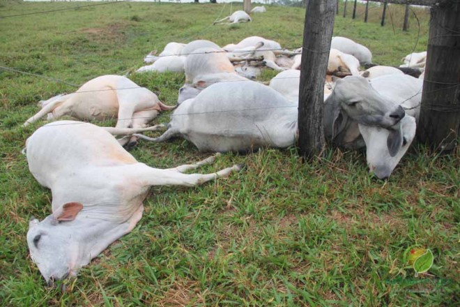 O proprietário perdeu 31 animais, entre vacas leiteiras, bezerros e bois. O prejuízo pode passar de R$ 27 mil reais - Foto: Alexandre Lima