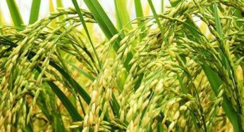 Ameaça de escassez de arroz no mercado