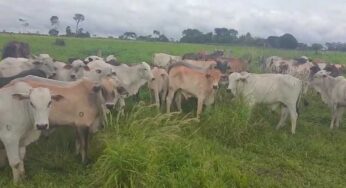 PM recupera 36 cabeças de gado furtadas de fazenda de Porto Acre