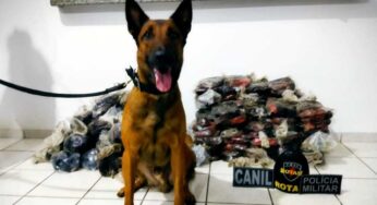 Mais de 150 quilos de cocaína são apreendidos em carga de farinha