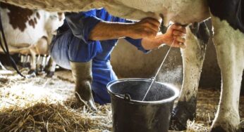 Seca reflete na queda da produção da bacia leiteira no estado