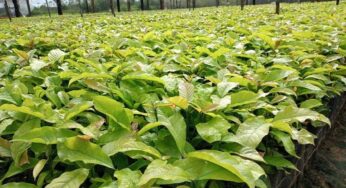 Prefeitura de Assis Brasil realiza entrega de mais de 100 mil mudas de café a produtores rurais de Assis Brasil