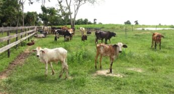Prefeitura fortalece o setor produtivo na capital com incentivo ao homem do campo