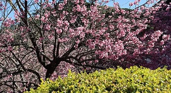 53ª Festa da Cerejeira em Flor em Campos do Jordão (SP) oferece imersão na cultura japonesa