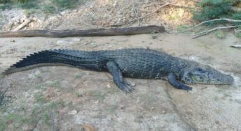 Jacaré de grande porte é avistado no barranco do Rio Macauã, em Sena Madureira