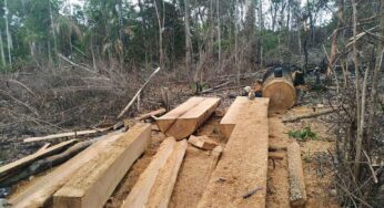 Acre tem 22 processos por desmatamento na Amazônia, mas baixa efetividade nas punições, aponta Imazon