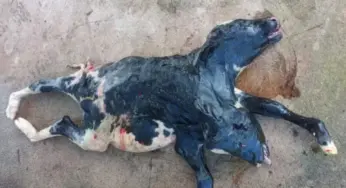 Bezerra com duas cabeças nasce na zona rural de São Miguel do Guaporé (RO)