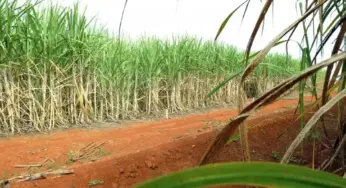 Brasil terá segunda maior safra de cana, segundo estimativa da Conab