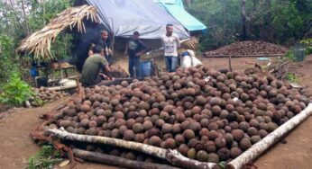 Município de Sena Madureira é declarada Capital Nacional da Castanha do Brasil