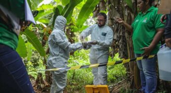 Idaf promove simulado de combate à praga da banana e fortalece medidas fitossanitárias no Acre