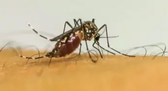 Casos de chikungunya caem mais de 37% no Acre em 2025, aponta Ministério da Saúde